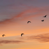cloud migration services